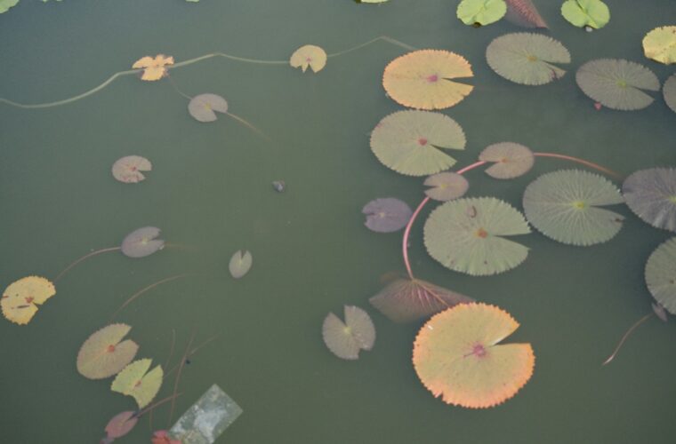 Πώς να σταματήσεις να αντιδράς και να αρχίσεις να νιώθεις γαλήνη στις σχέσεις σου;